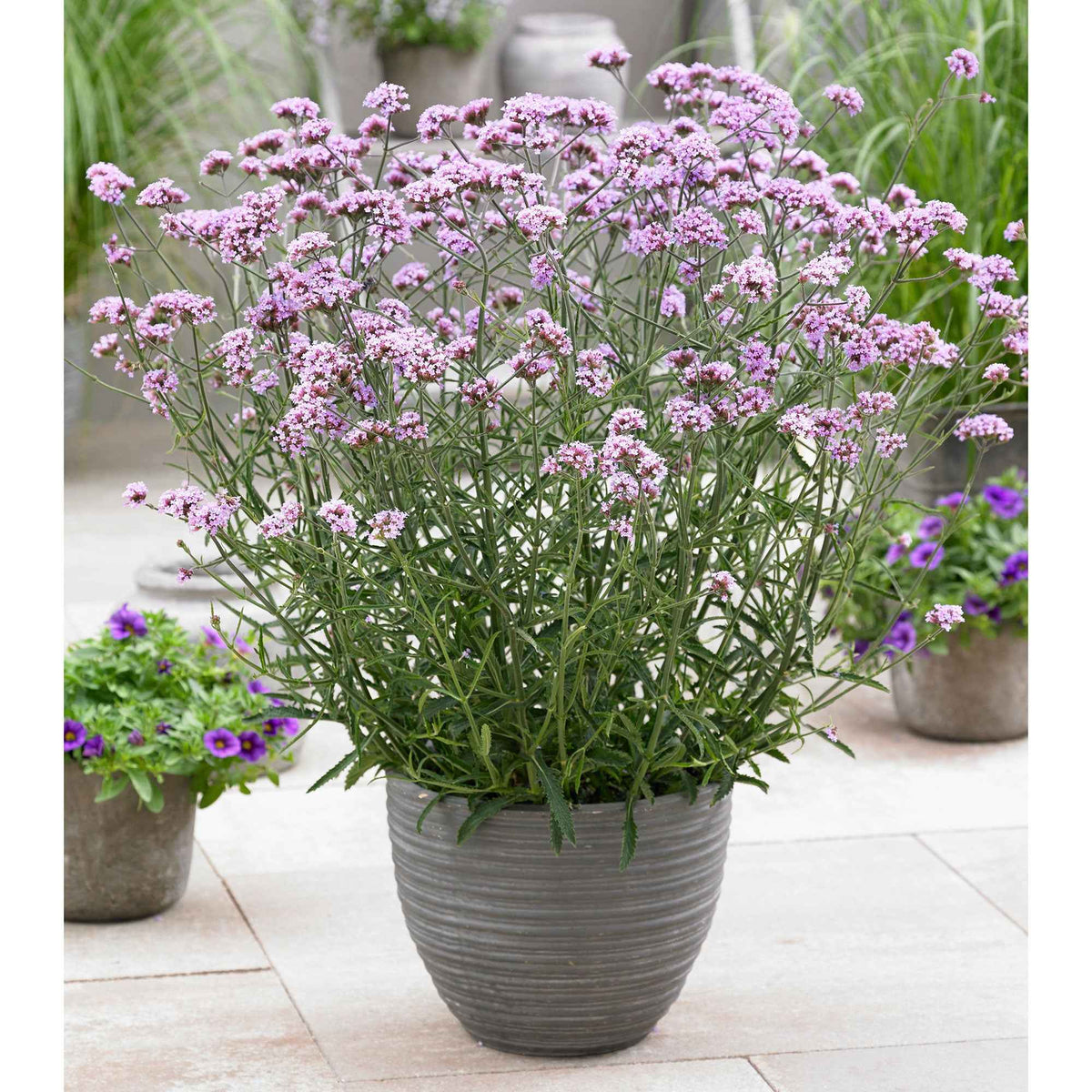 Verveine de Buenos Aires 'Lollipop' - Bakker