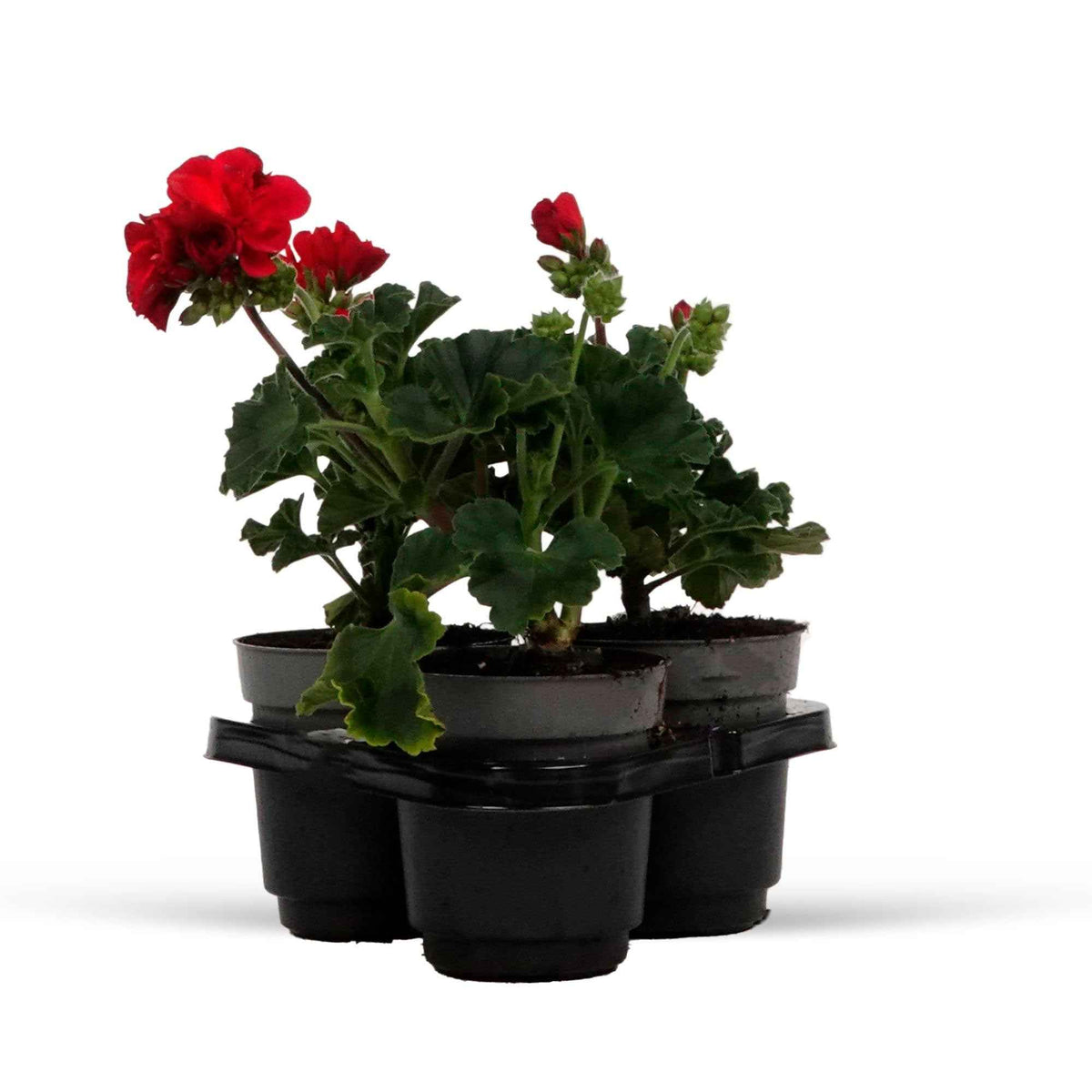 Vente 3 Géraniums à massifs rouges Toscana ® - Pelargonium zonale toscana ®