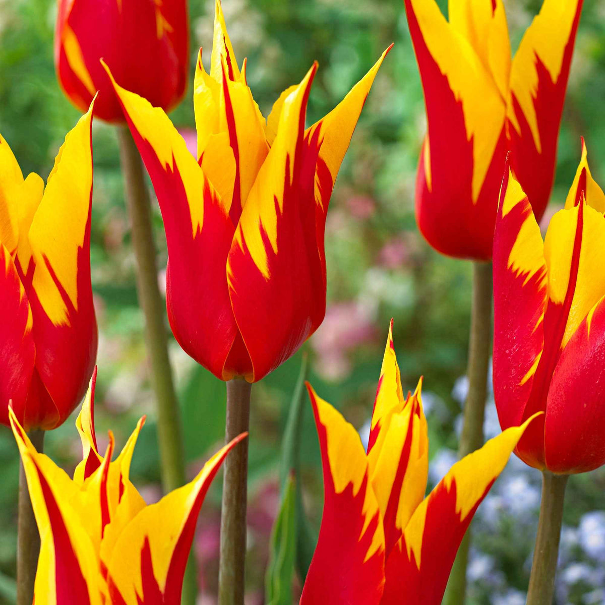 10 tulipes à fleur de lis Ailes de feu - Tulipa fire wings - Bakker