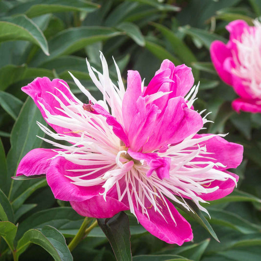 Pivoine 'Fantastic' - Bakker
