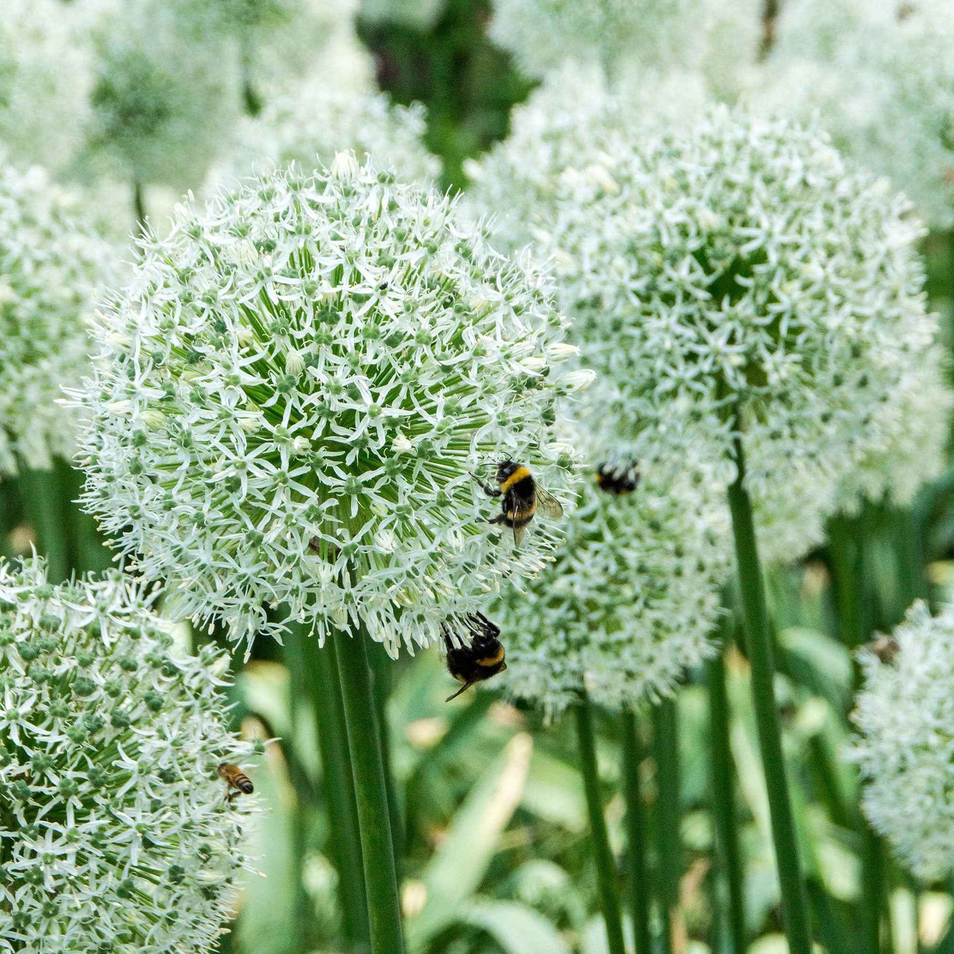 Allium stipitatum mount everest - 2 Alliums Mount Everest - Bulbes d'Allium