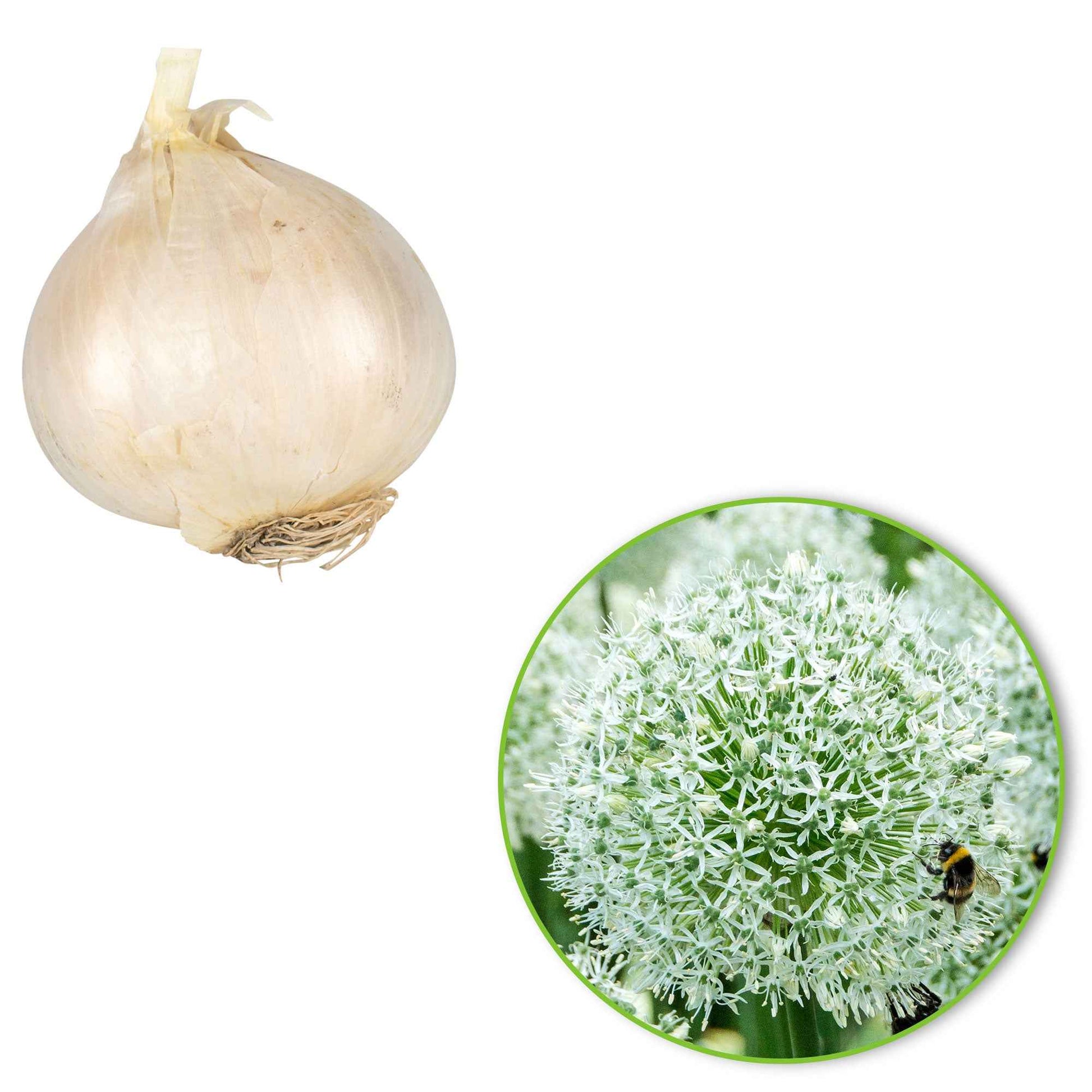 Bulbes d'Allium - 2 Alliums Mount Everest - Allium stipitatum mount everest