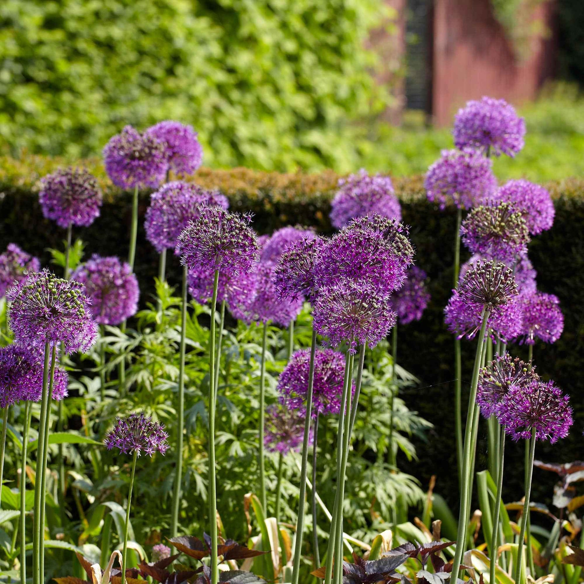 10 Alliums Purple sensation - Allium aflatunense purple sensation - Bakker