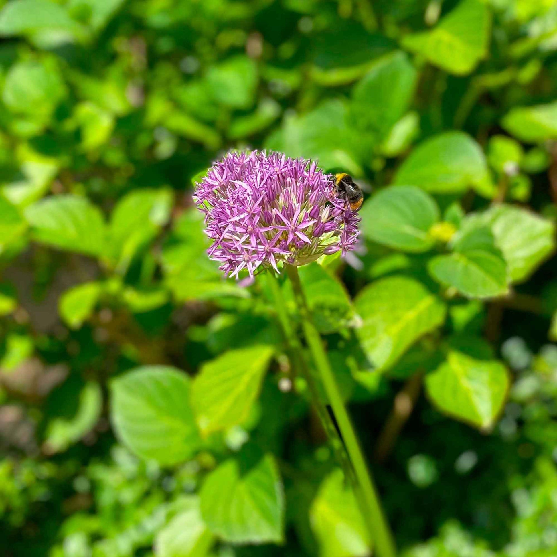 Allium aflatunense purple sensation - 10 Alliums Purple sensation - Bulbes d'Allium
