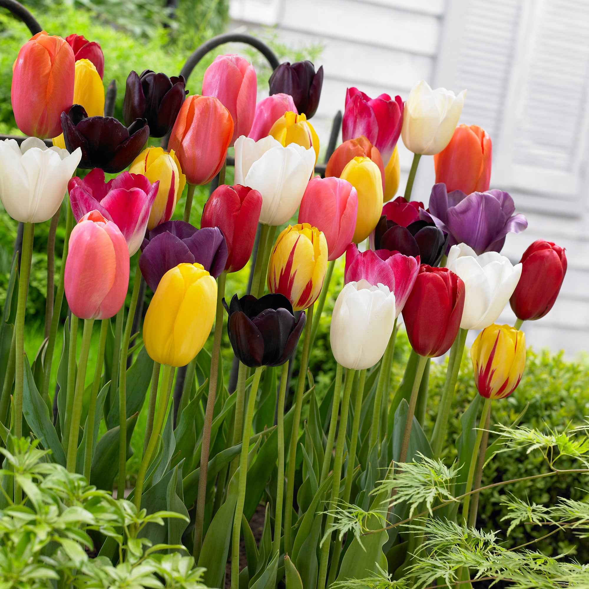 Tulipe Abu Hassan  L'Épicerie du Jardin