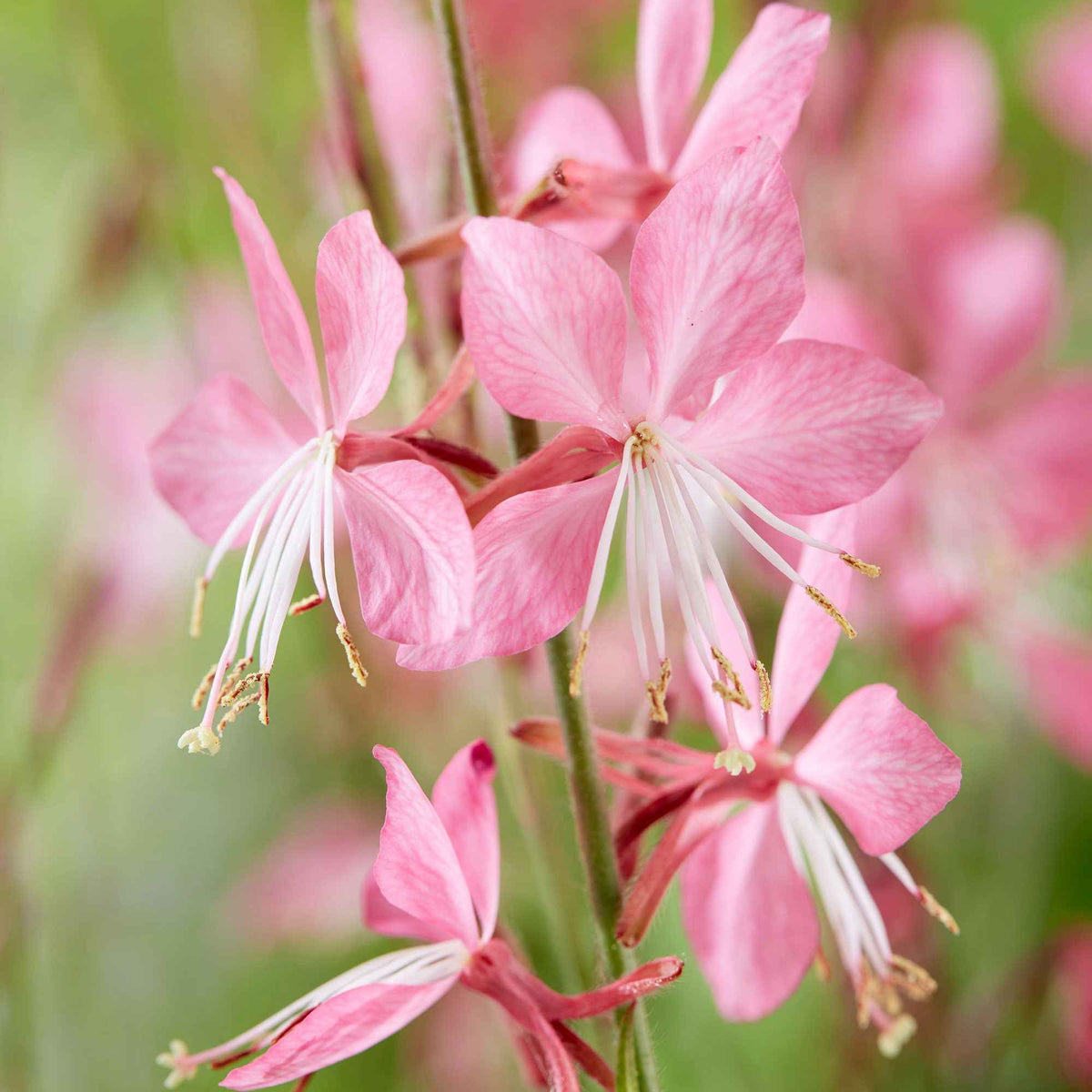 Gaura 'Siskiyou Pink' - Gaura lindheimeri siskiyou pink - Bakker