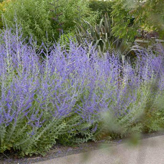 Sauges - Sauge d'Afghanistan 'Blue Spire' - Perovskia atriplicifolia blue spire