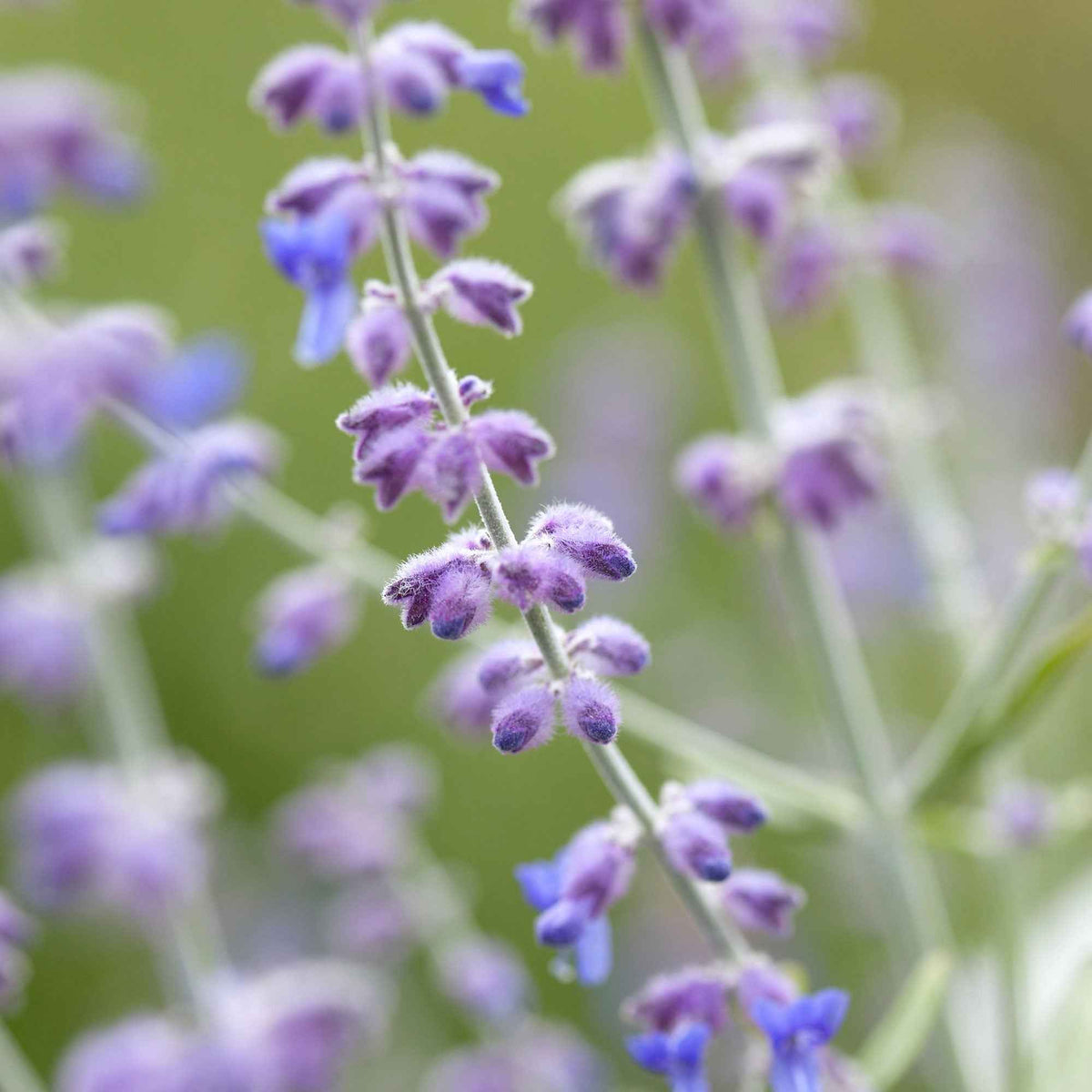 Sauge d'Afghanistan 'Blue Spire' - Perovskia atriplicifolia blue spire - Bakker