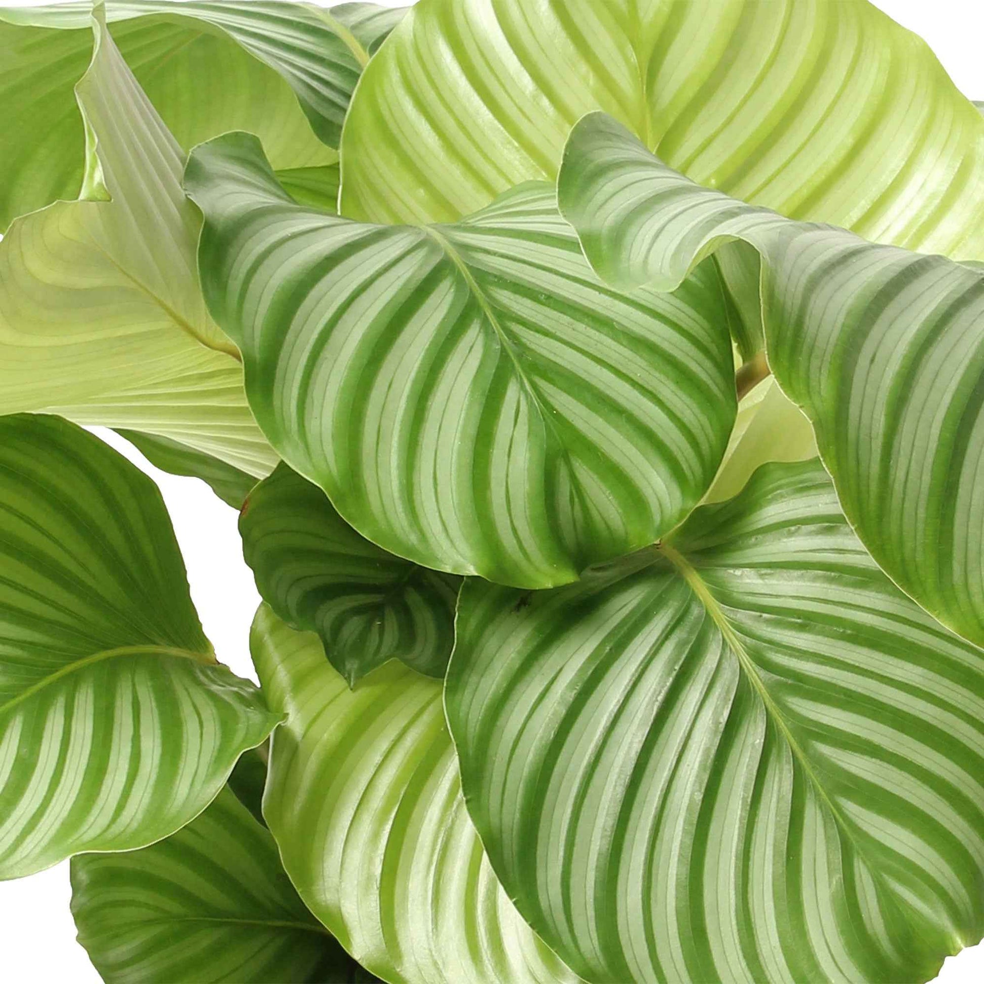 Calathea orbifolia - Calathea orbifolia - Bakker