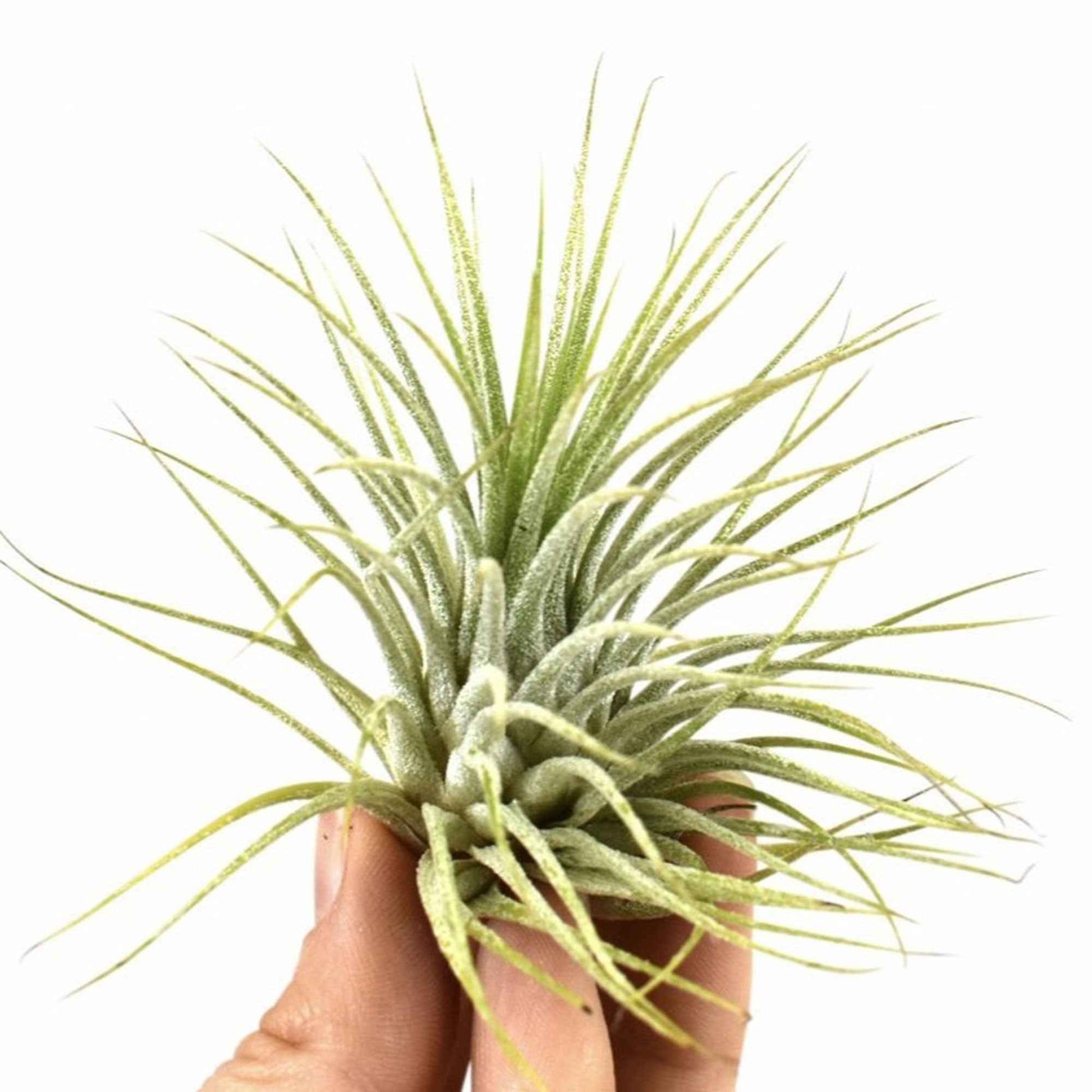 Bromélia Tillandsia 'Druid' - Tillandsia ionantha druid - Bakker