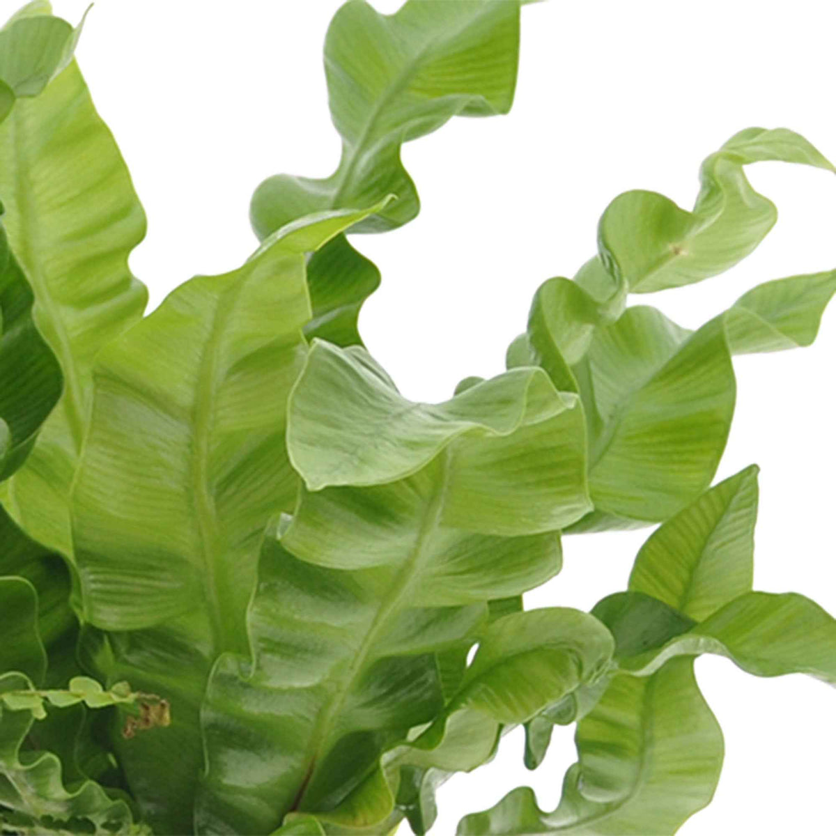 Nephrolepis Duffii, Monstera minima, Asplenium Crispy Wave - Collection de 3 plantes d'intérieur pour la salle de bain - Plantes de salle de bain