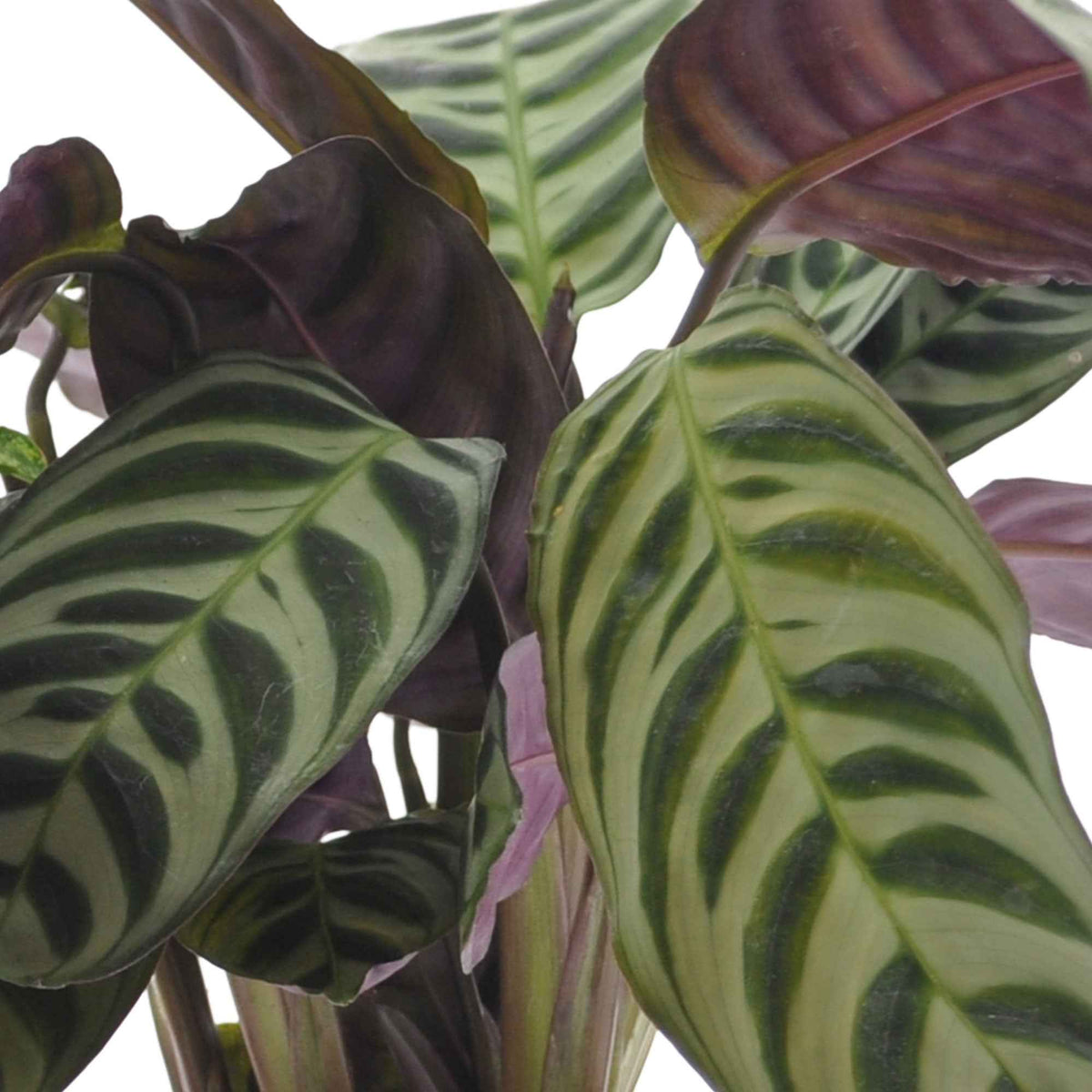 Ctenanthe burle marxii, ctenanthe amagris, syngonium pixie® - Collection de 3 plantes d'intérieur à feuillage marbré - Plantes d'intérieur feuilles vertes et blanches