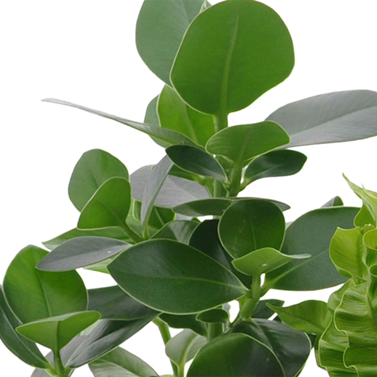Clusia, Asplenium 'Crispy Wave', Dypsis - Collection de 3 plantes purificatrices d'air - Plantes d'intérieur