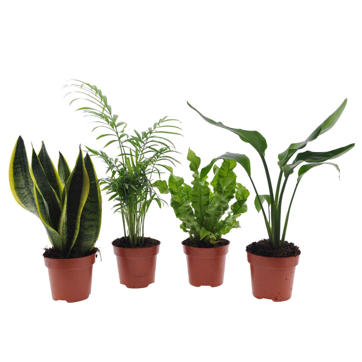 Collection de 4 plantes d'intérieur vertes - strelitzia, chamaedorea, asplenium crispy wave, sansevieria - Bakker