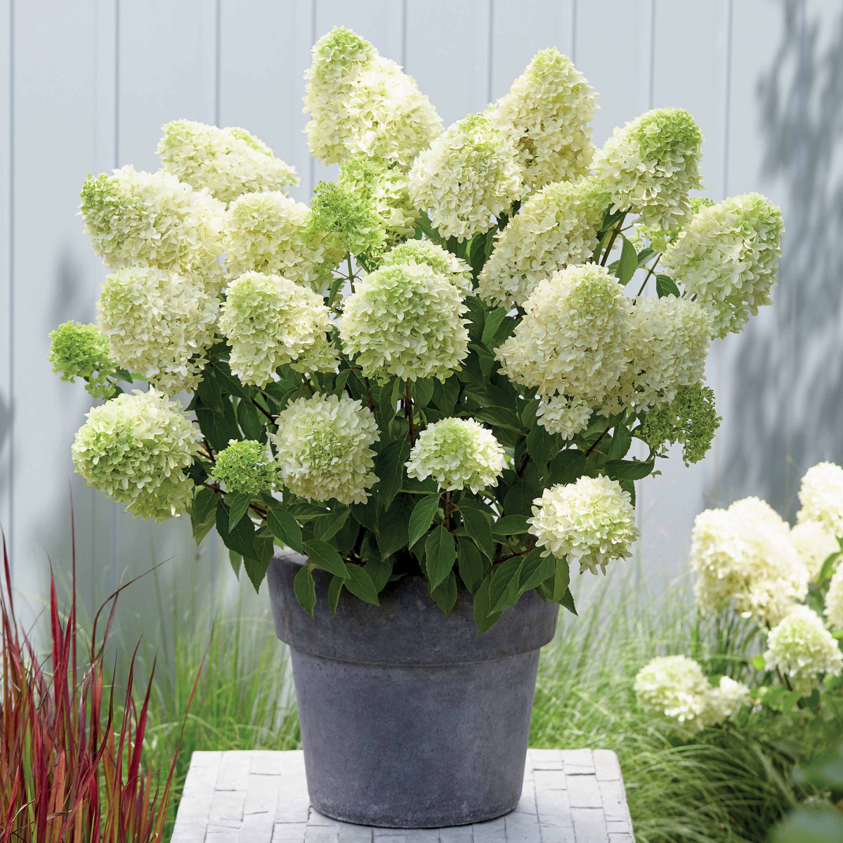Hydrangea paniculata skyfall - Hortensia 'Skyfall' - Hortensia paniculata