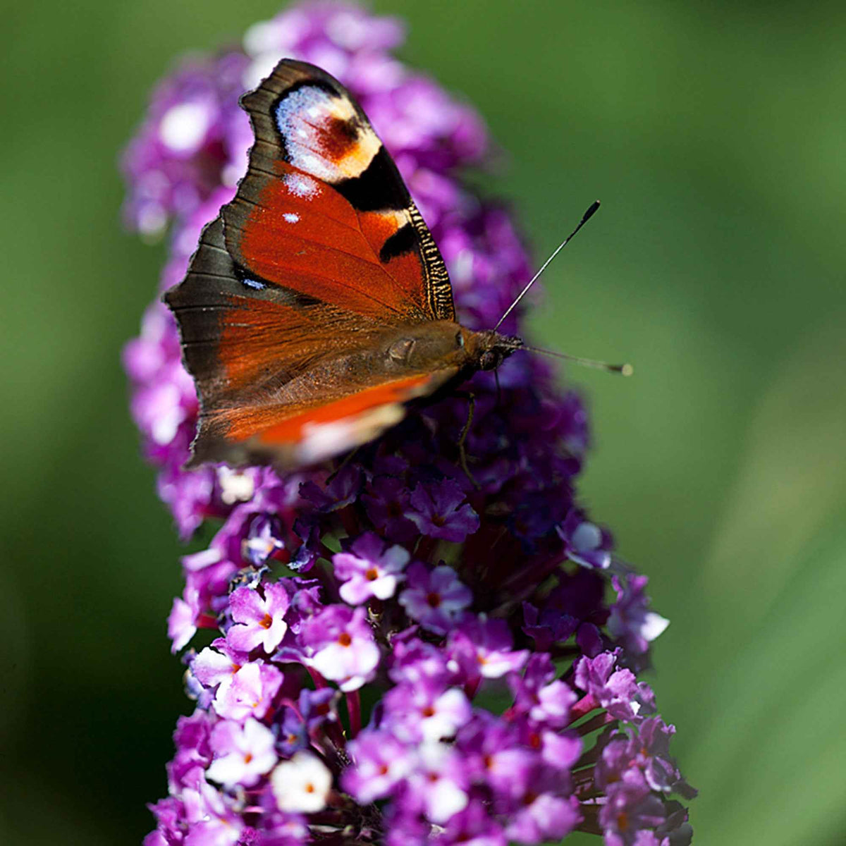 Arbre aux papillons 'Berries & Cream' - Buddleja davidii 'berries and cream' - Bakker