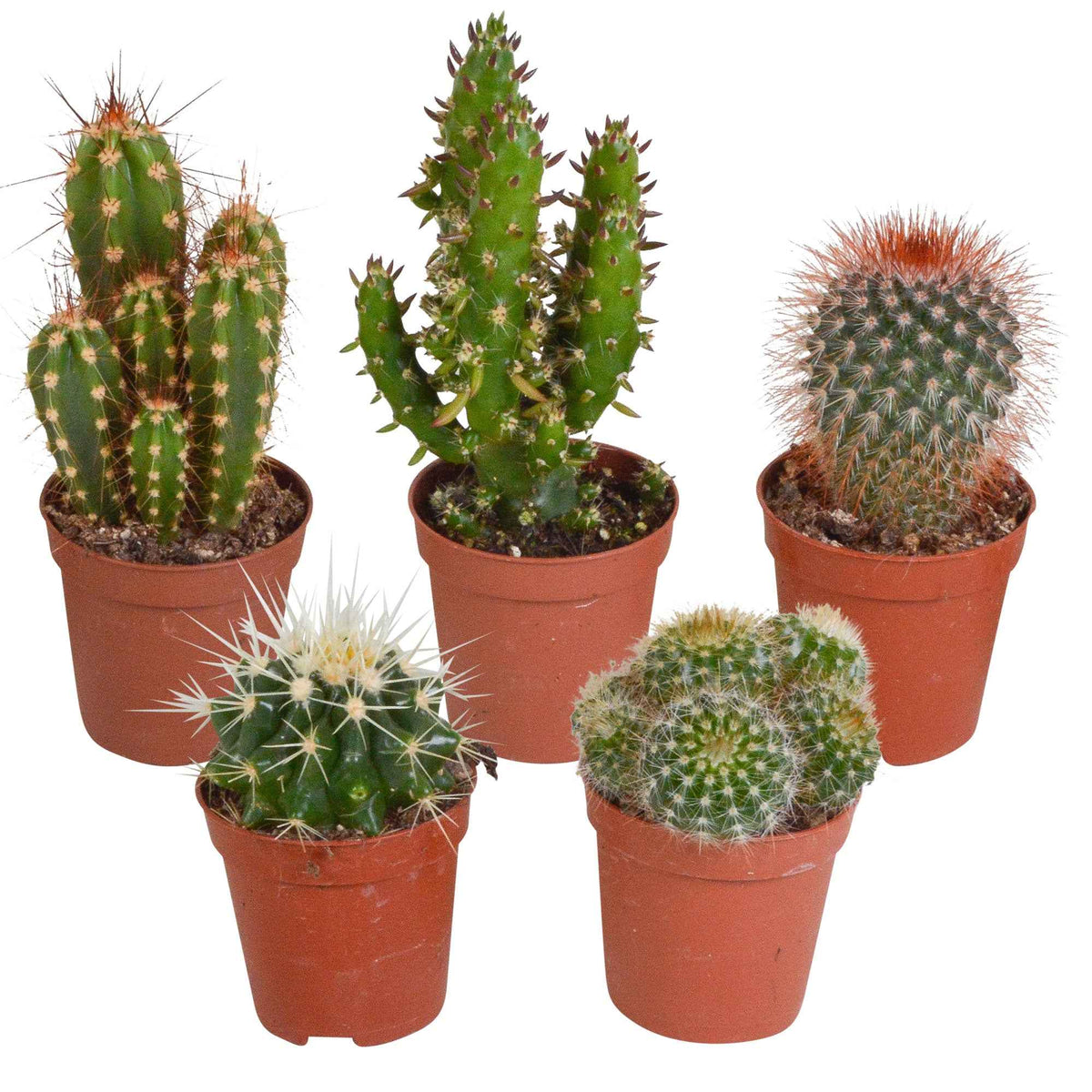 5 cactus en mélange - Mamilaria, Echinocactus, Eriocactus, Opuntiae - mamilaria, echinicactus, eriocactus, opuntia & eriocactus - Bakker