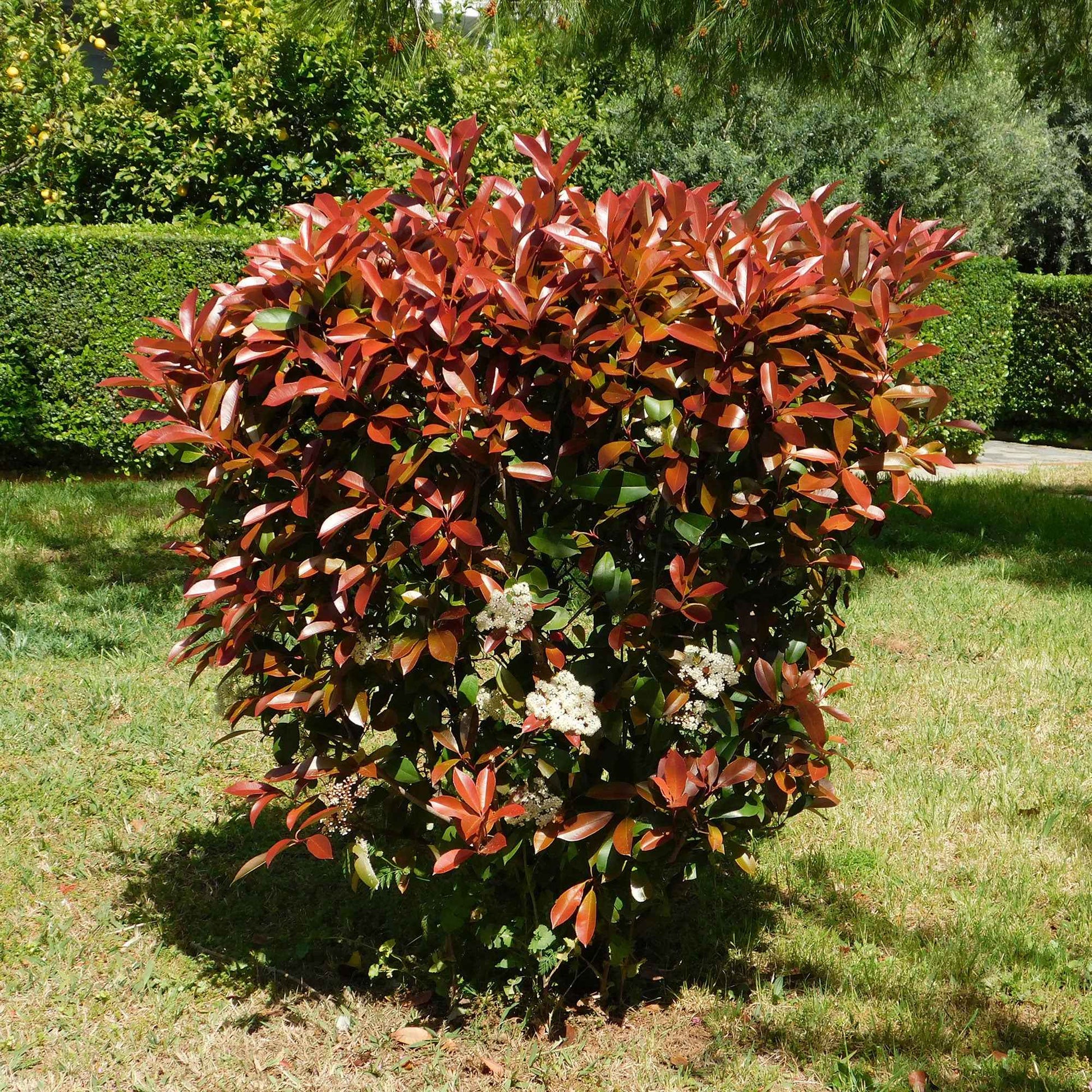 Vente Haie de 3 Photinias Red Robin - Photinia fraseri Red Robin
