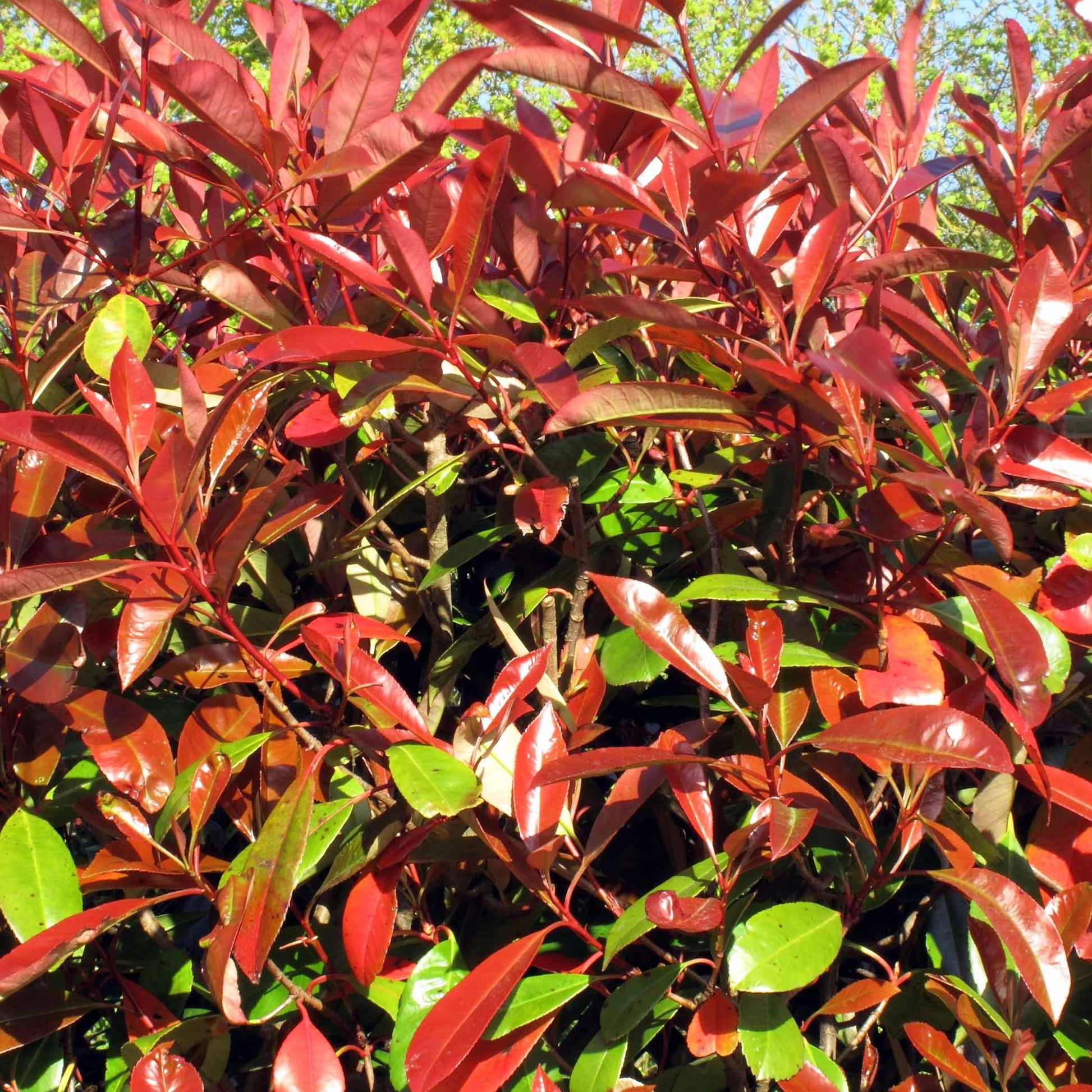 Haie de 3 Photinias Red Robin - Photinia fraseri Red Robin - Bakker