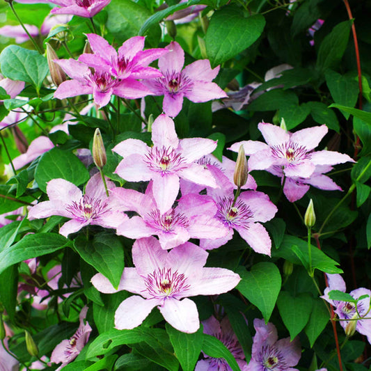 Clématite Clematis 'Hagley' Rose - Arbustes