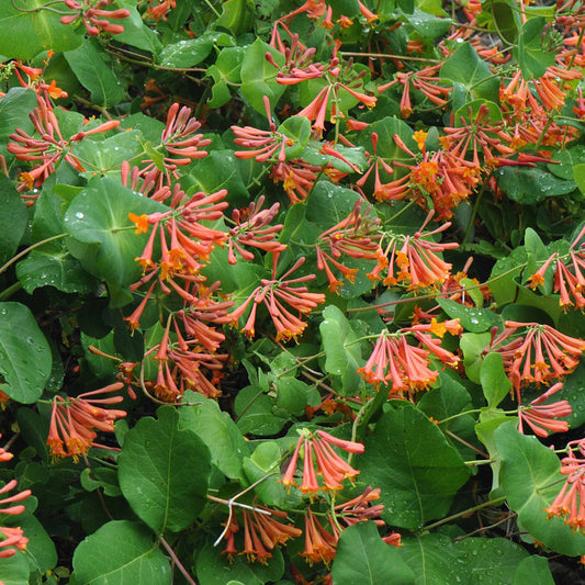 Chèvrefeuille grimpant 'Dropmore Scarlet' - Bakker