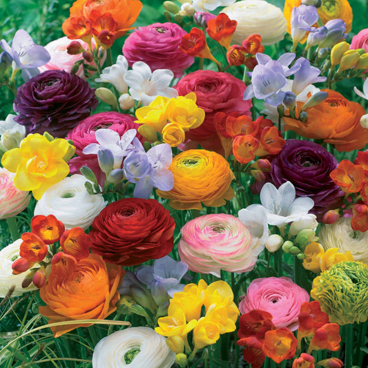 20 Freesias et Renoncules en mélange - Bakker