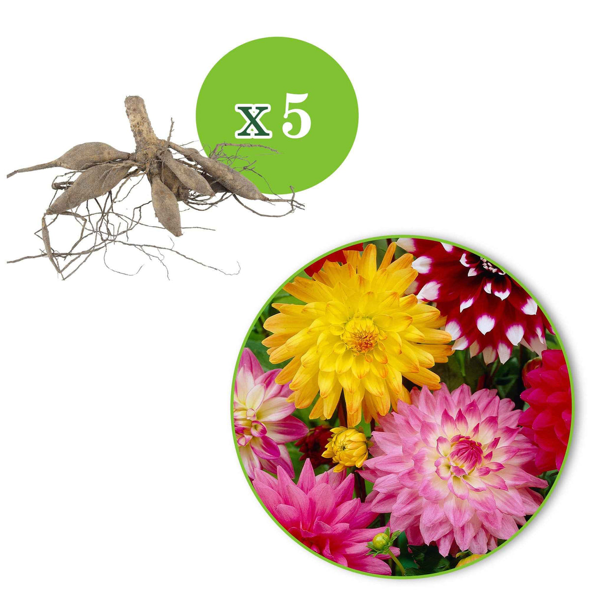 Vente 5 Dahlias en mélange - Dahlia 'Manhattan Island', 'Summerflame', 'Kiev'