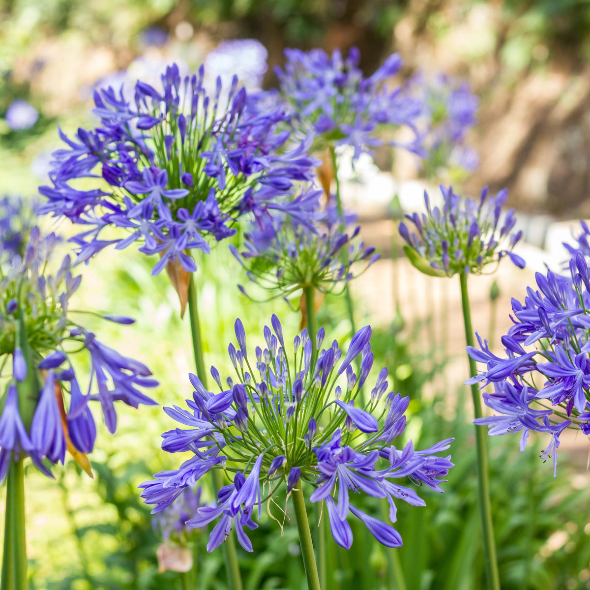Vente 3 Agapanthes bleues - Agapanthus umbellatus