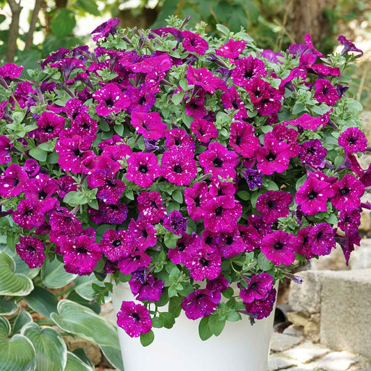3 Pétunias Royal Sky - Bakker