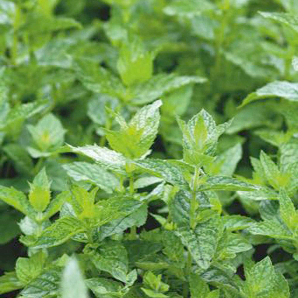 Menthe Crepue - Mentha spicata crispa - Bakker