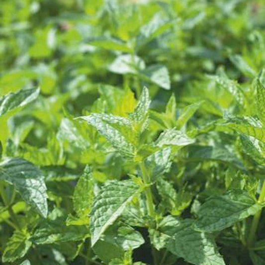 Menthe poivrée - Bakker