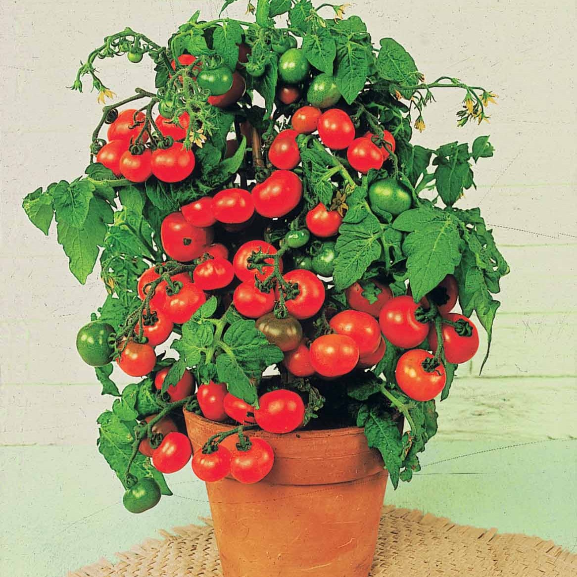 Tomate cerise 'Tiny Tim' - Solanum lycopersicum tiny tim - Bakker