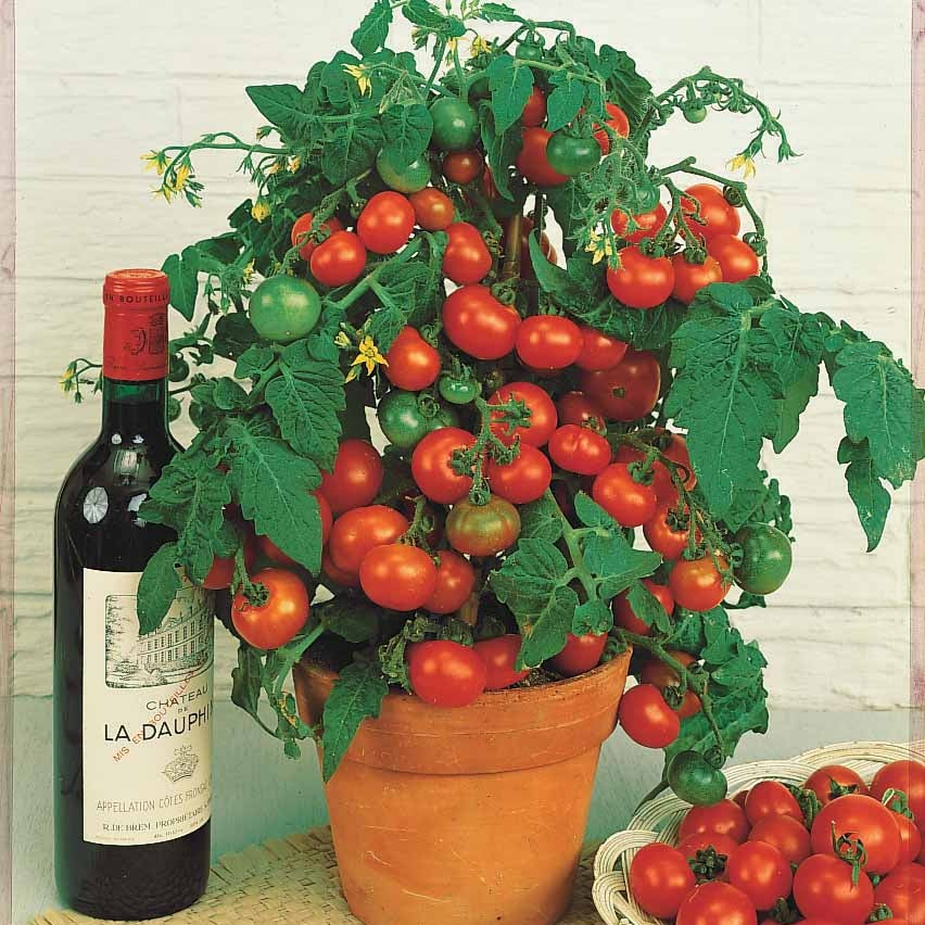 Solanum lycopersicum tiny tim - Tomate cerise 'Tiny Tim' - Graines de tomates
