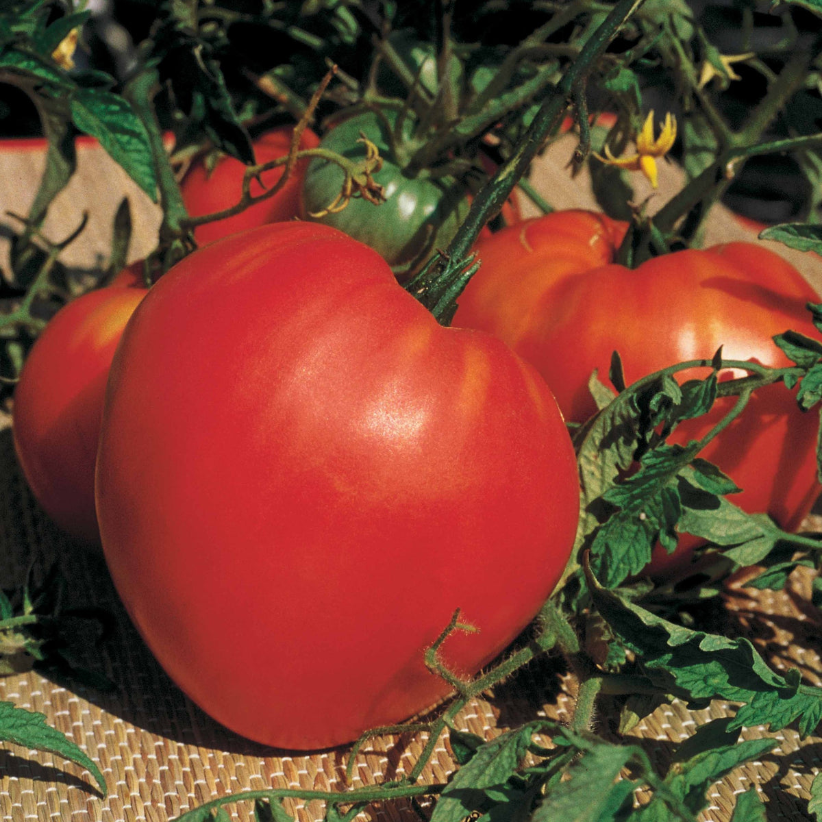 Collection 3 tomates savoureuses (Coeur de Boeuf, Saint Pierre, San M - Collection 3 tomates savoureuses (coeur de boeuf, saint pierre, san m - Bakker