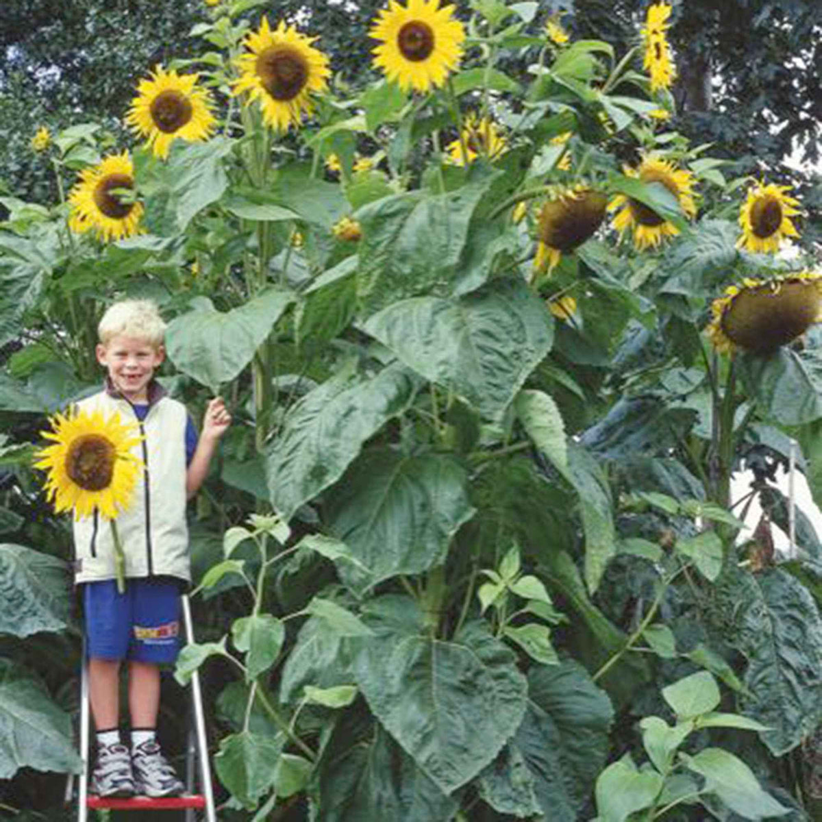 Tournesol géant Kong F1 - Bakker