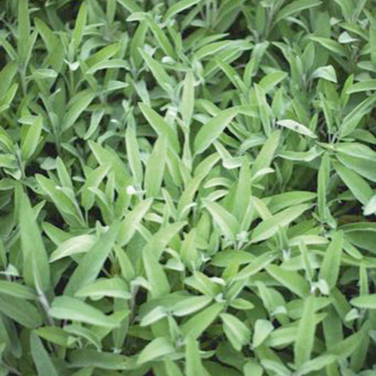 Sauge officinale 'Fanni' bio - Bakker