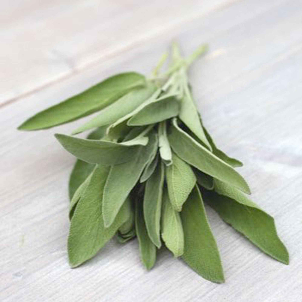 Sauge officinale 'Fanni' bio - Bakker