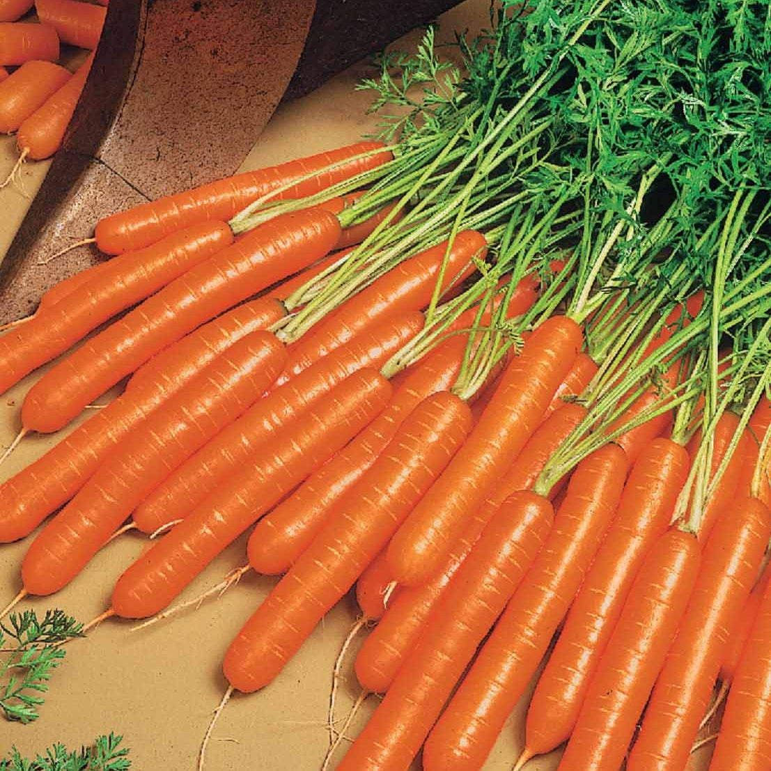 Daucus carota nantaise améliorée 2 race forto - Carotte d'été 'Nantes 2' - Graines de carottes