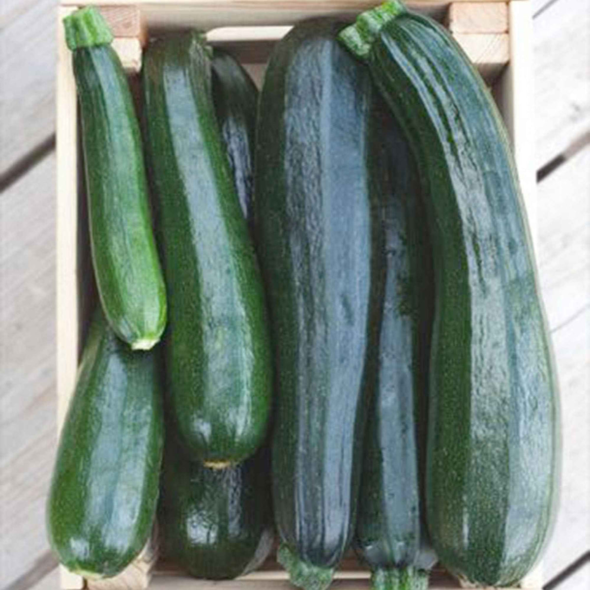 Courgette Black 'Beauty' BIO - Cucurbita pepo black beauty - Bakker
