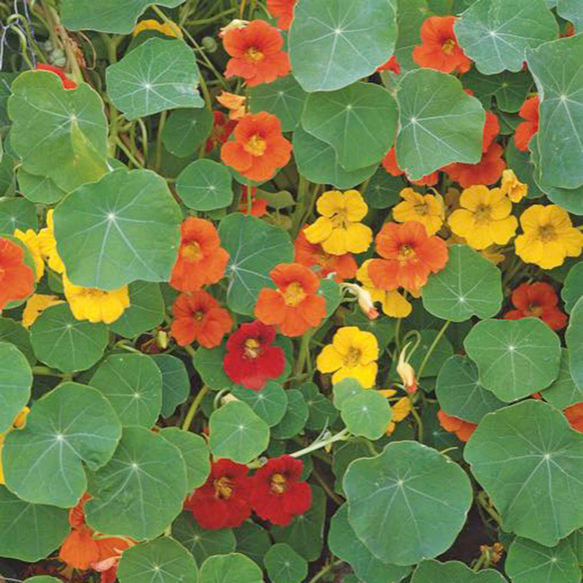 Capucine grande à fleur simple en mélange bio - Tropaeolum majus - Bakker