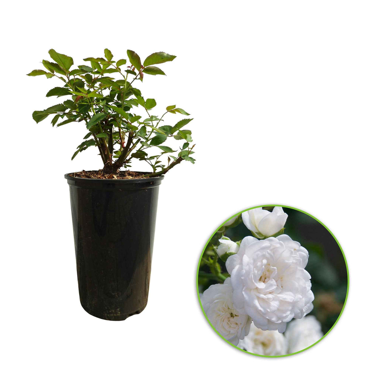 Rosiers couvre-sol - Rosier 'Crystal Fairy' - Rosa crystal fairy ®