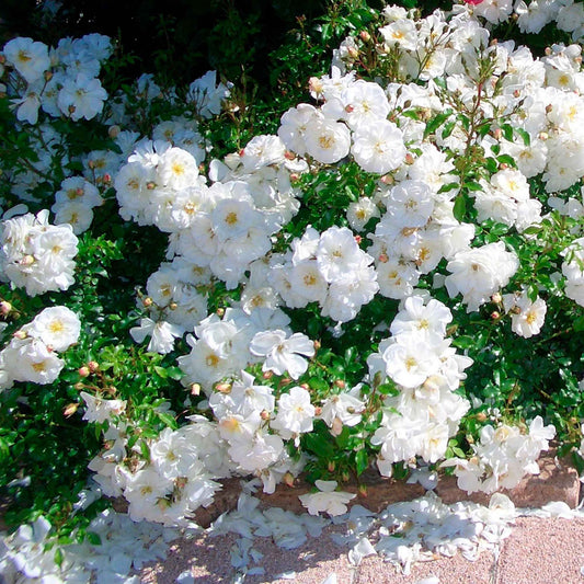 Rosier couvre-sol 'Diamant' - Arbustes à papillons et plantes mellifères