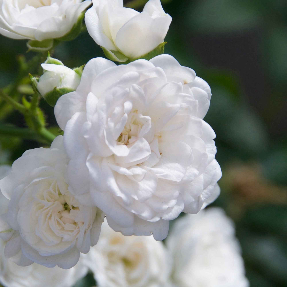 Rosier couvre-sol 'Diamant' - Rosa Diamant ® - Bakker