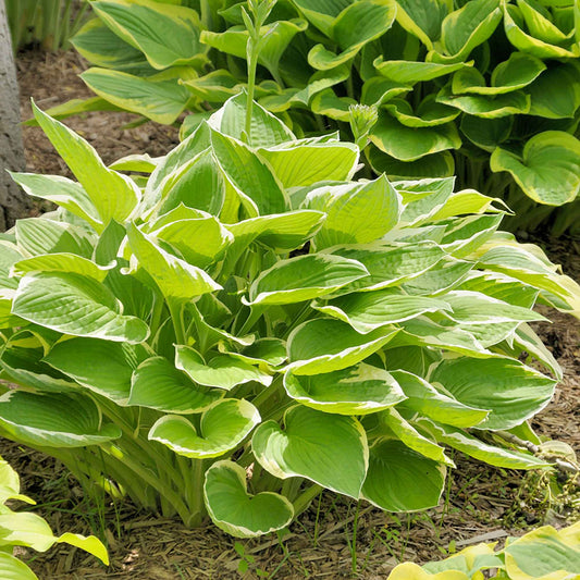 Hosta 'Patriot' - Bakker