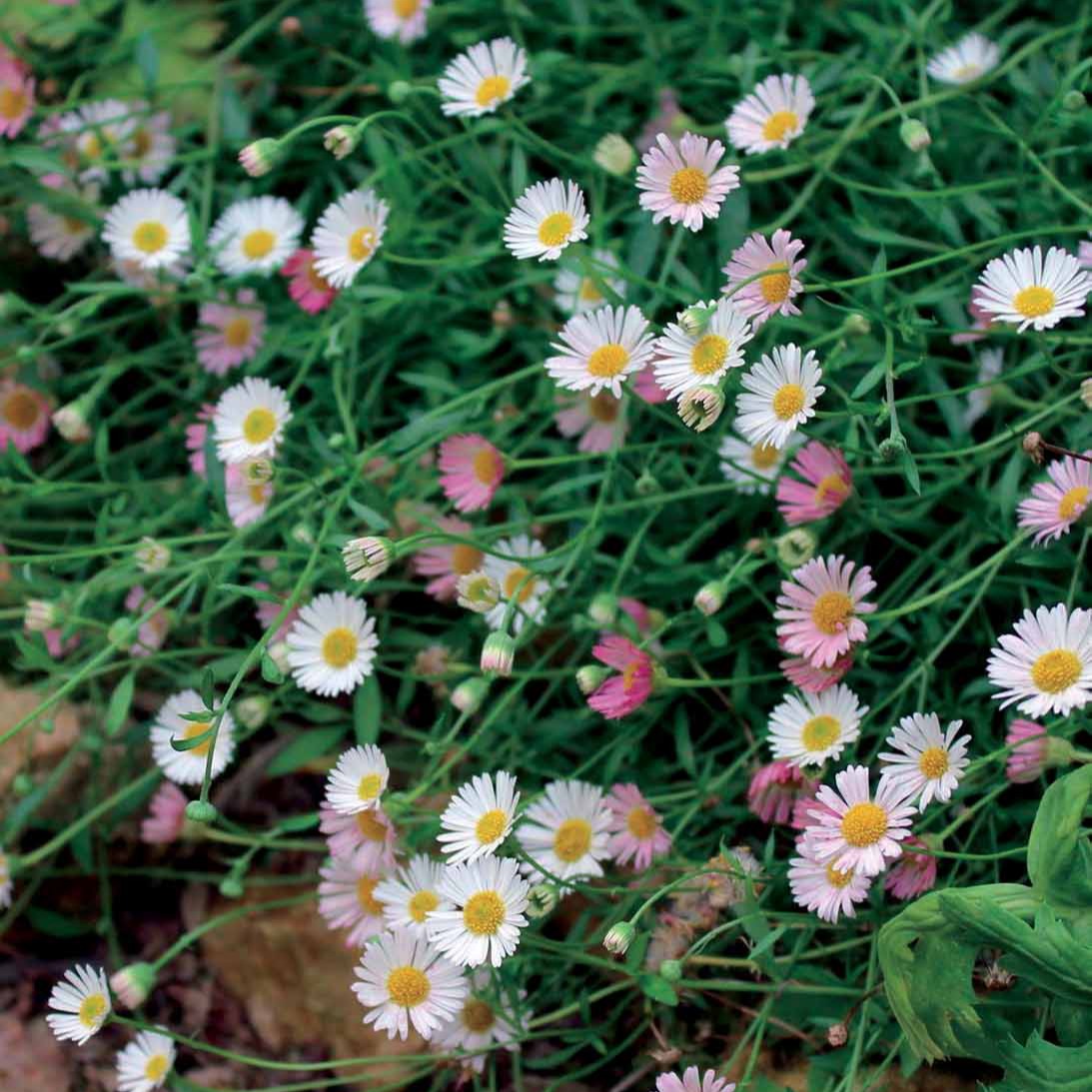 Vergerette - Erigeron karvinskianus Blutenmeer - Bakker