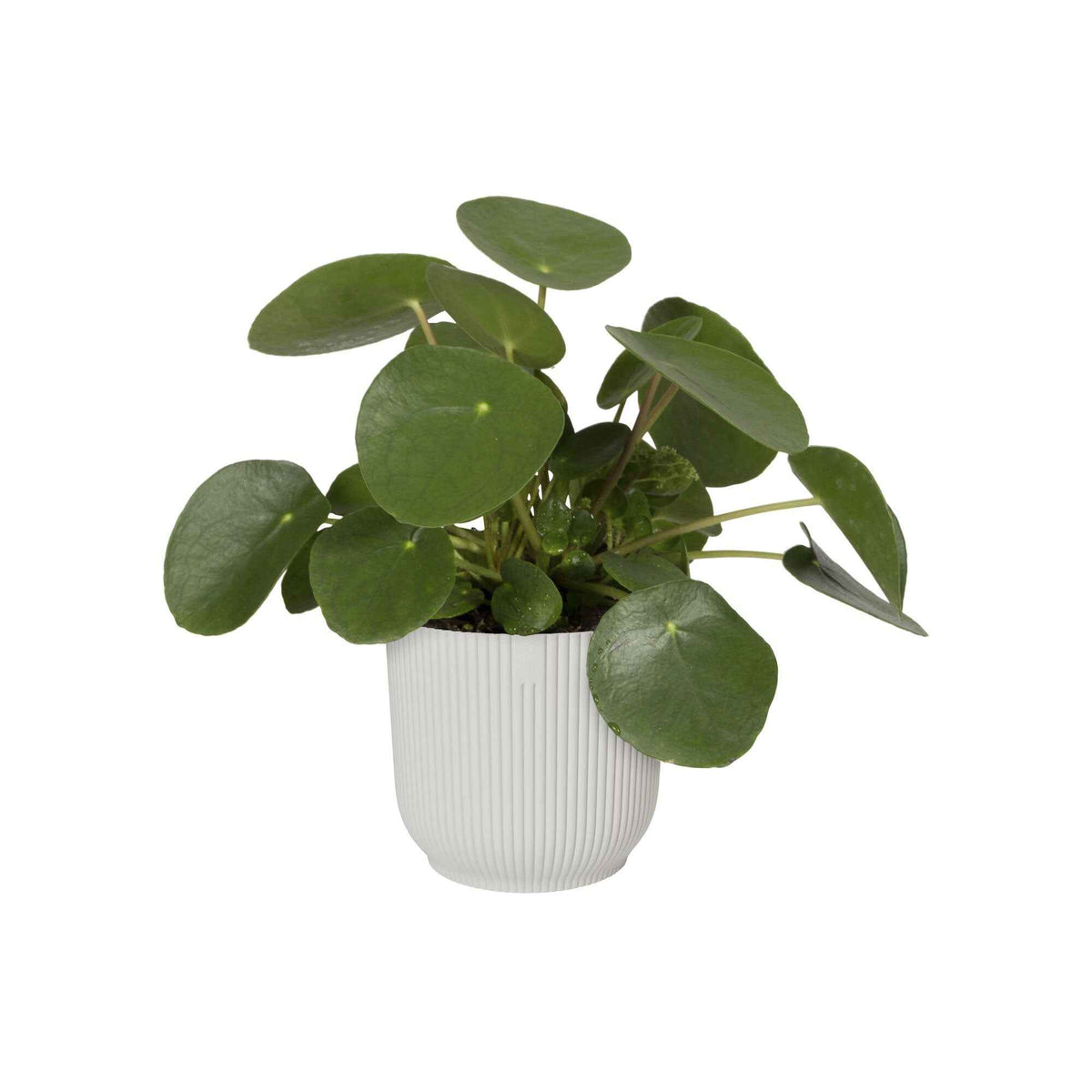 Pot de fleurs Elho Vibes Fold blanc - - Bakker
