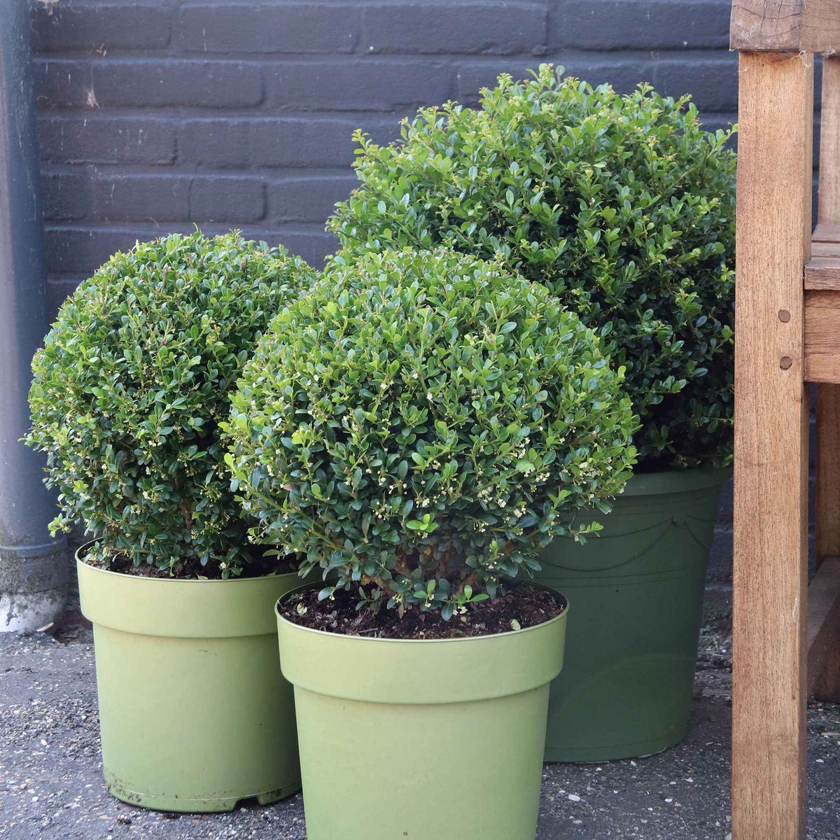 Ilex crenata Dark Green - Houx du Japon Ilex crenata De forme sphérique - Arbustes fleuris