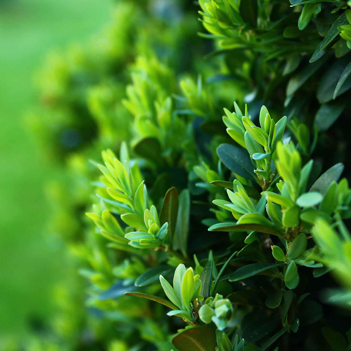 Buis - Buis boule - Buxus sempervirens