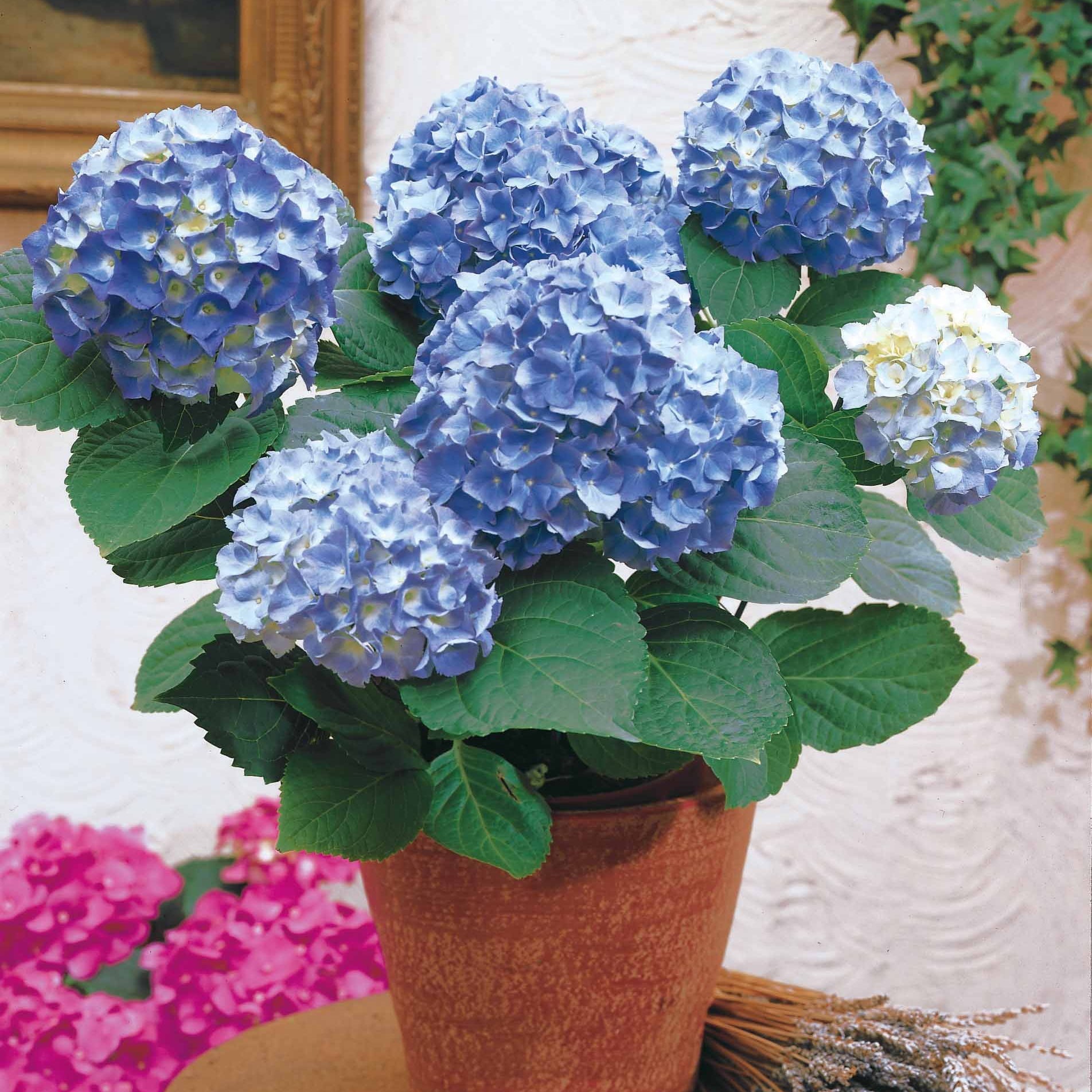 Vente Hortensia bleu