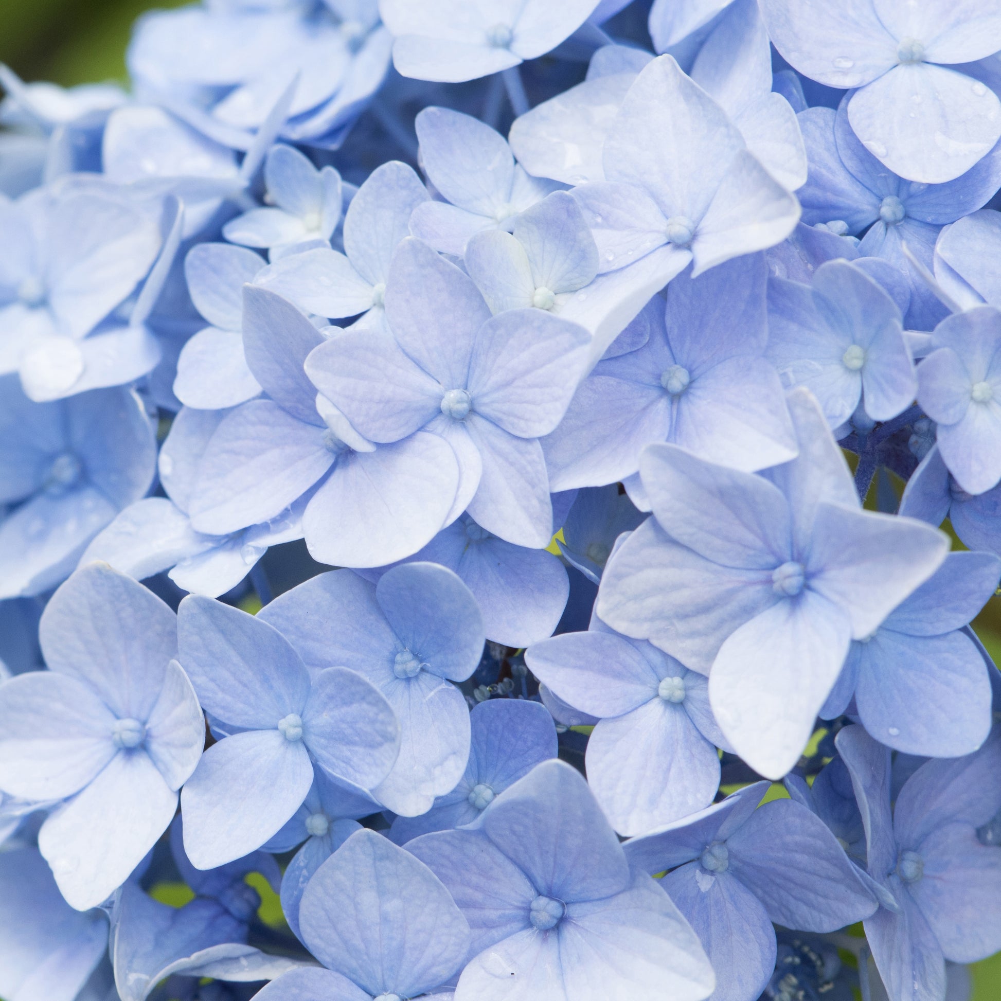 Hortensia bleu - Hortensia macrophylla - Bakker